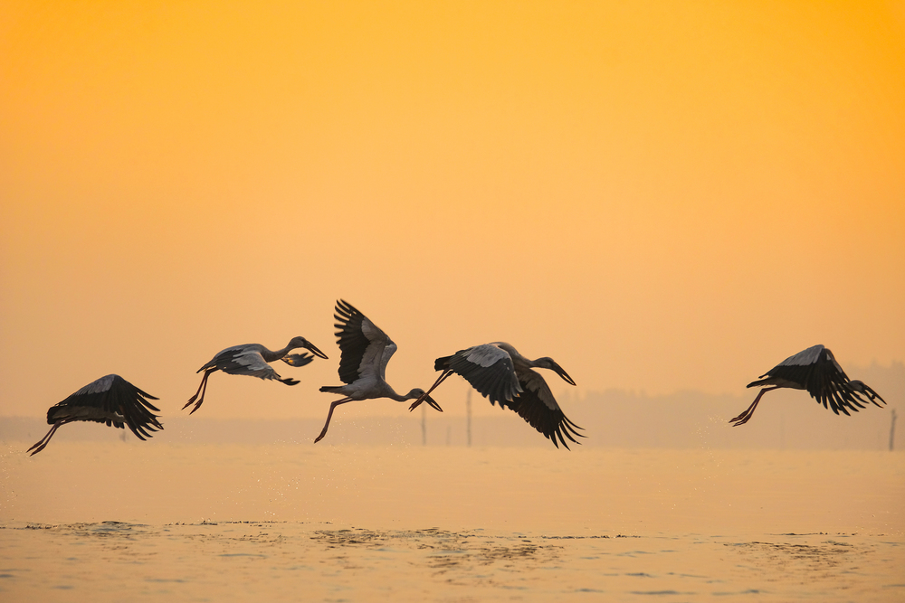 Anastomus oscitans large wading bird in the stork family / Asian openbill stork birds flying on the lake at sunset