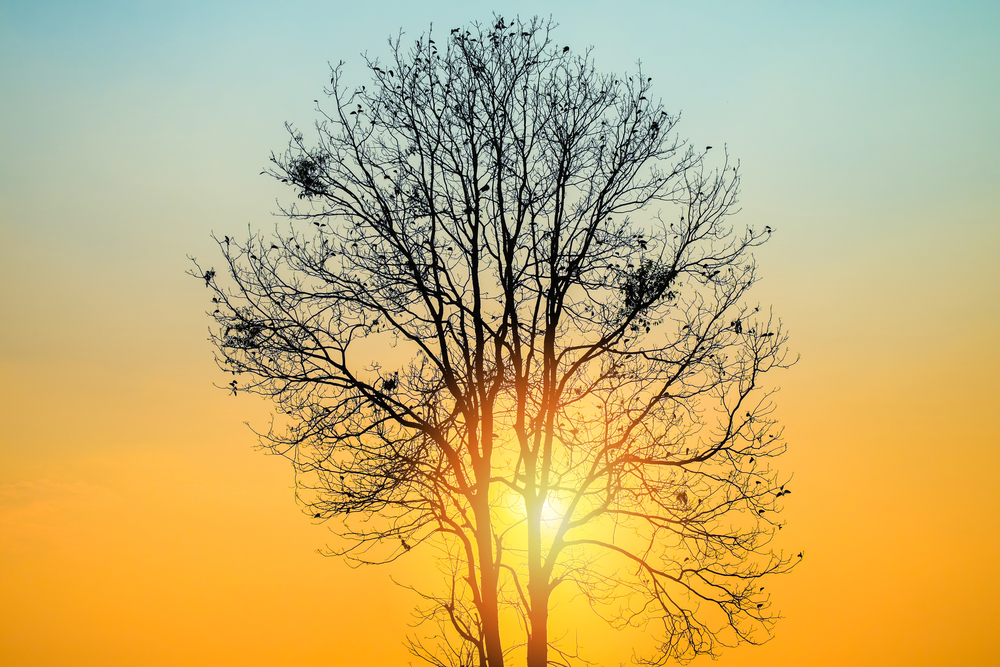 beautiful sunrise or sunset with tree branch stand foreground on the sun in the moring / Sunset tree concept