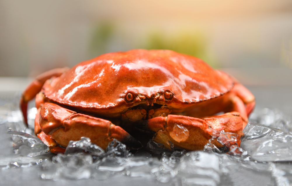 Red crabs on ice / Close up of stone crab steamed in the seafood restaurant