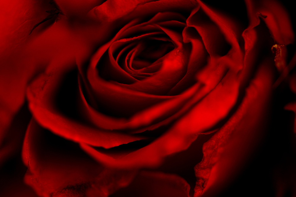 Close up fresh natural rose background flowers romantic love valentine day concept / Red roses flower bouquet on dark background