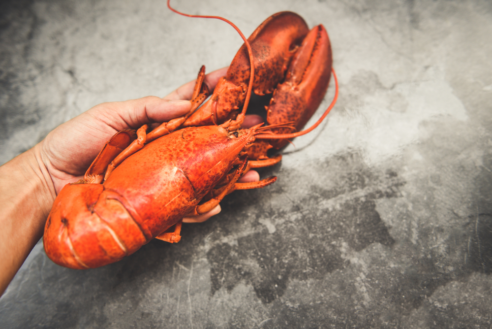 Fresh red lobster food on hand and black plate background for boiled lobster cooked /