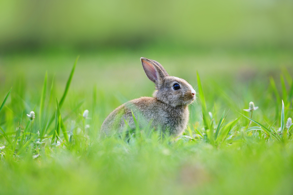 Easter bunny with brown rabbit on meadow and spring green grass background outdoor decorated for festival easter day / rabbit cute on nature