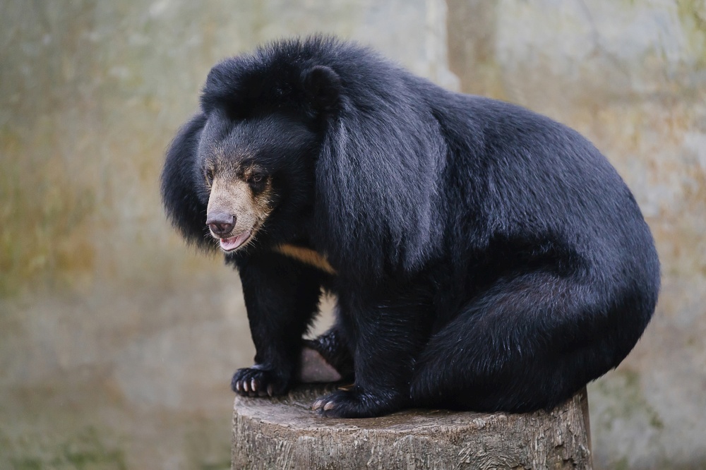 close-up black bear siting on rock in zoo park