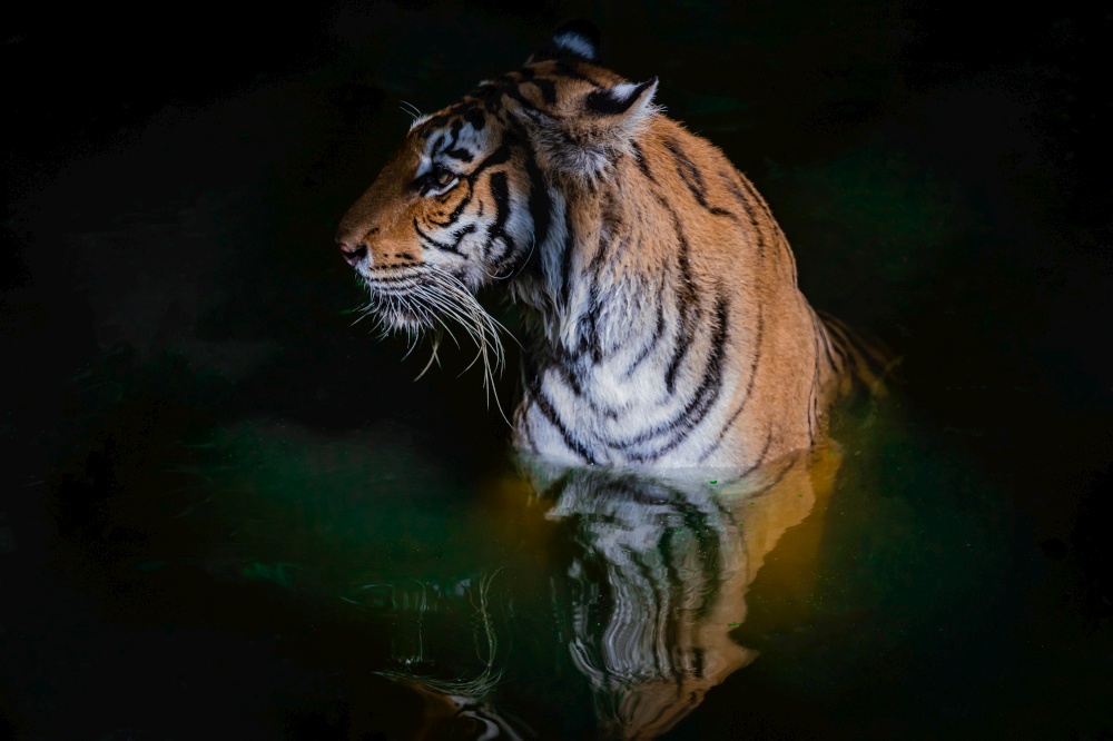 close-up tiger in water isolate on black background