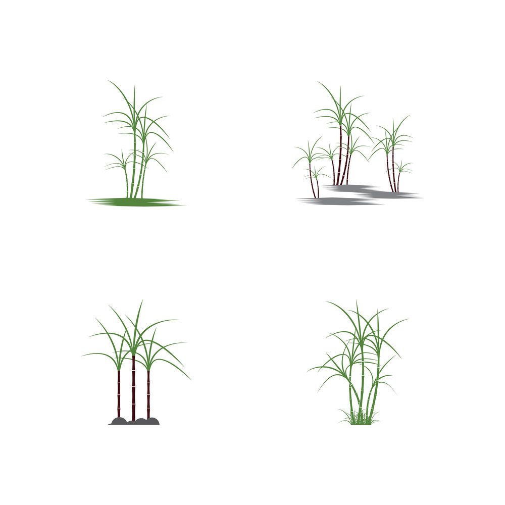set of Sugar cane Logo Template vector symbol nature