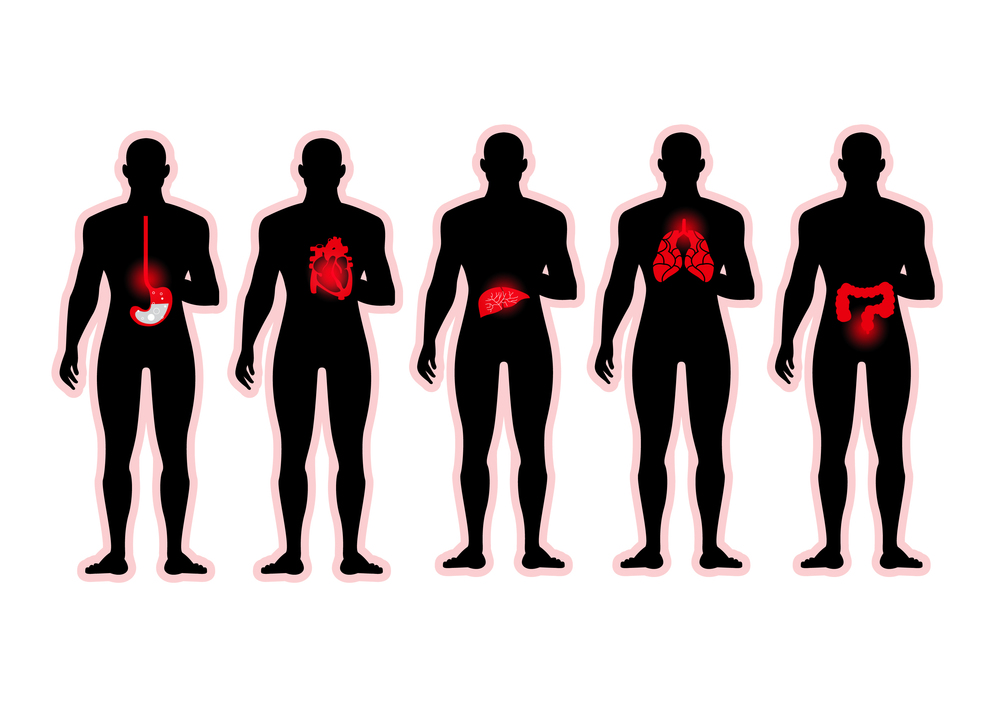 human internal organs in male body