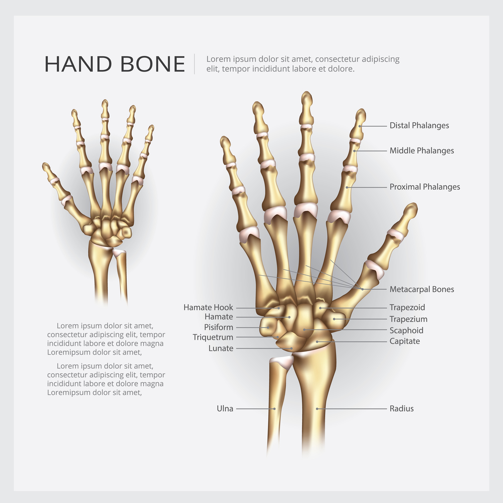 Hand Bone Vector Illustration