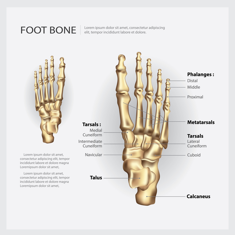 Foot Bone Vector Illustration