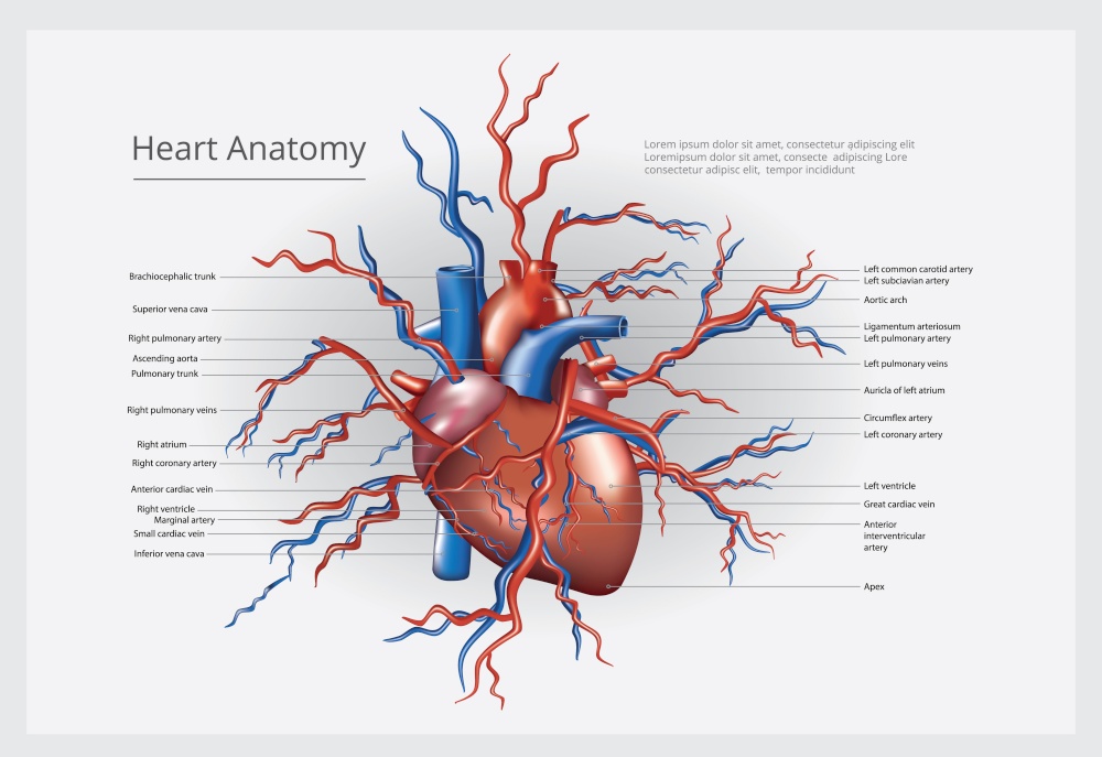 Heart Anatomy Vector Illustration
