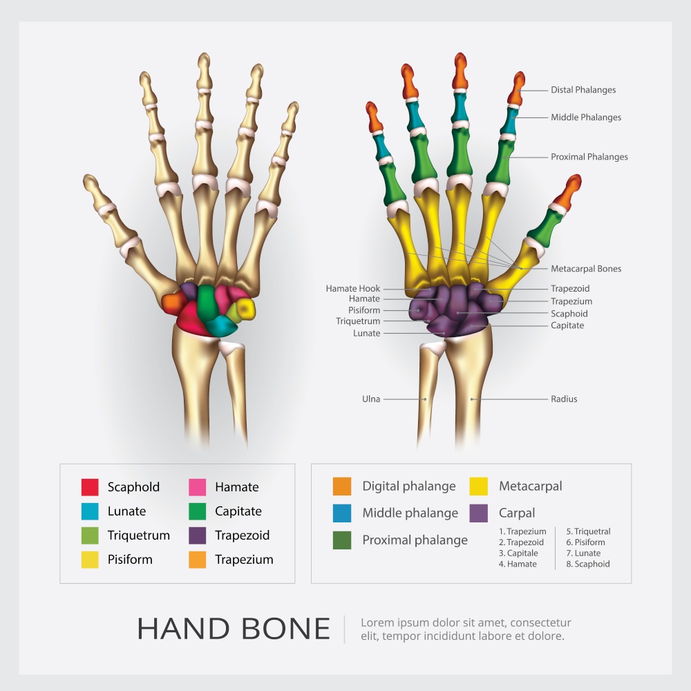 Human Hand Bone Vector Illustration