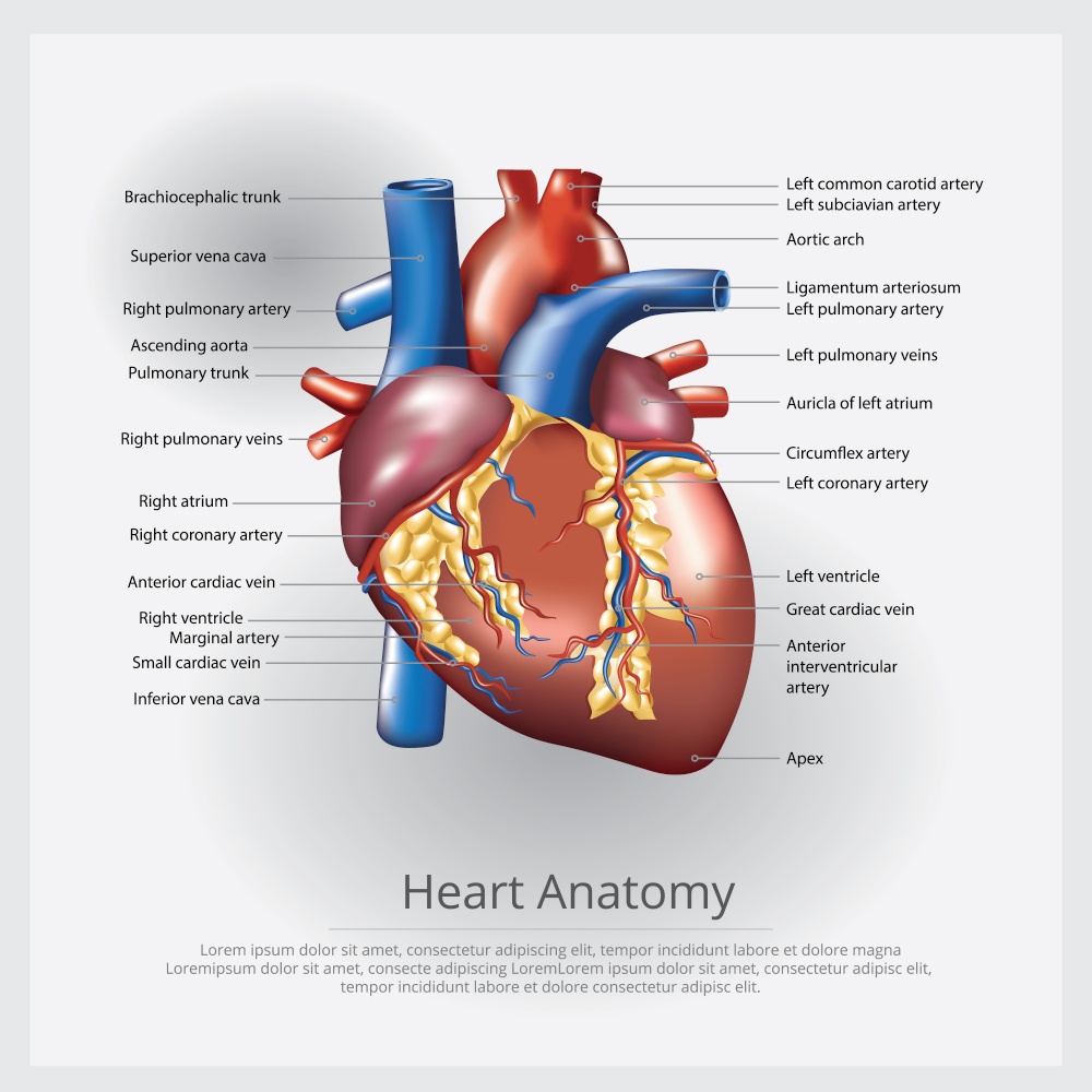 Human Heart Anatomy Vector Illustration