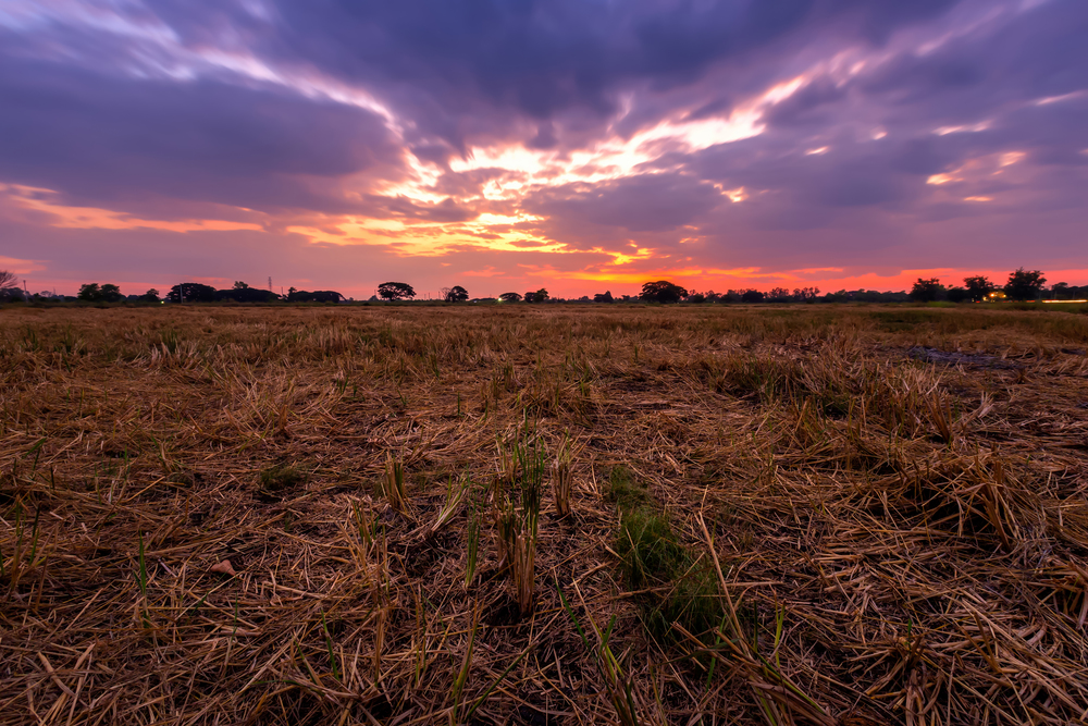 Burned rice stubble in a rice field after harvest with blue sky background white clouds sunset.