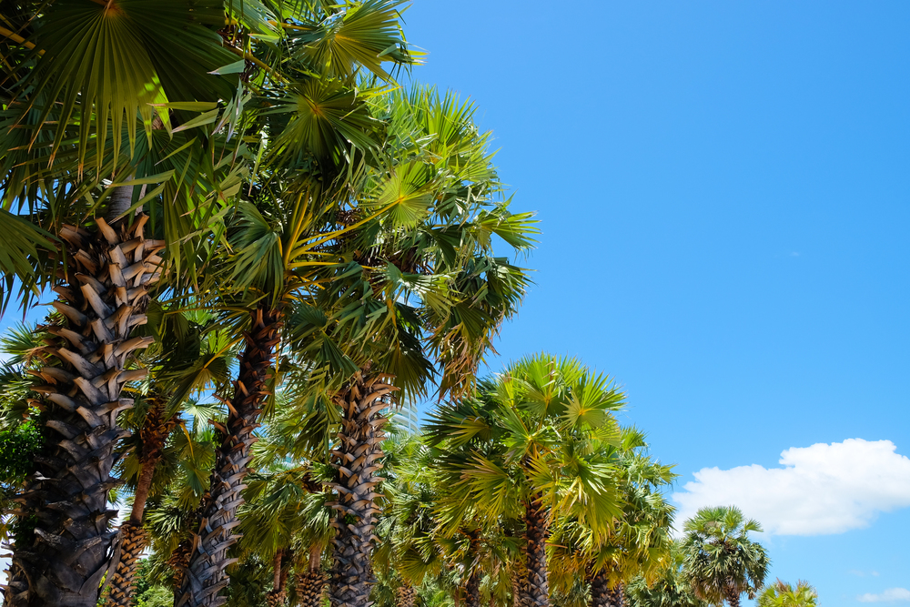 Palm trees against a beautiful blue sky