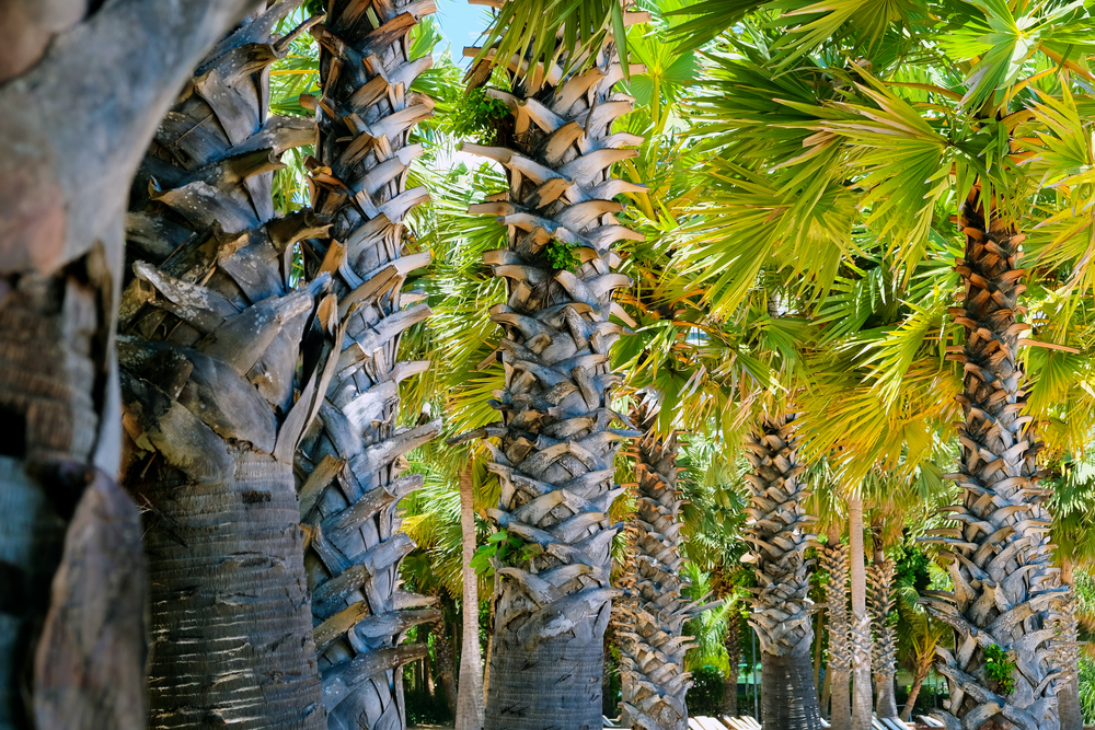 Palm trees against a beautiful blue sky