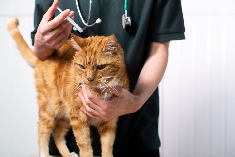 Vet Giving Cat Treatment To Control Tick And Flea Infestation