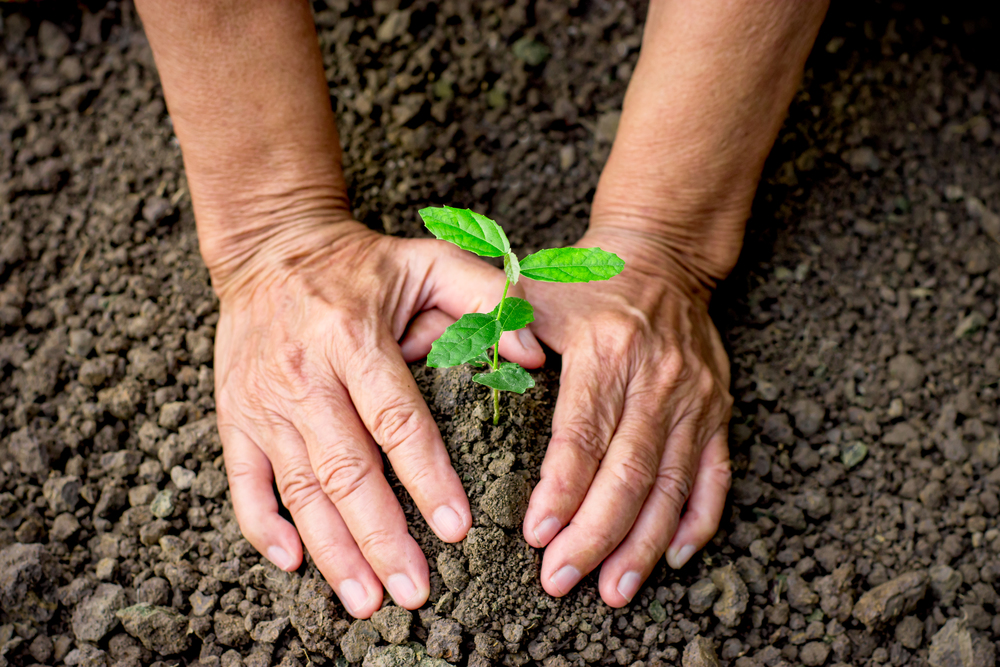 Two old woman&rsquo;s hands are planting seedlings into fertile soil.