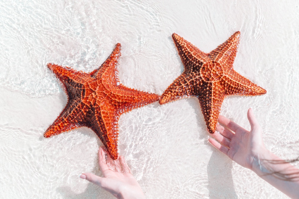 Tropical beach with a beautiful red starfish in turquiose water. Tropical white sand with red starfish in clear water