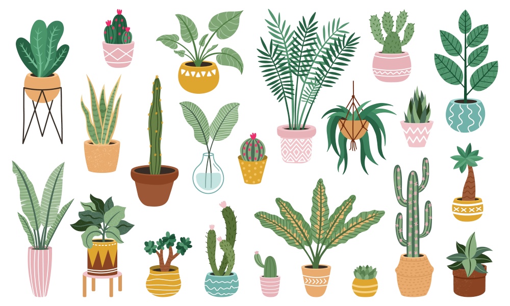 Plant in pots. Home potted plants, flower house plants, ficus, cacti and succulents, indoor decorative plants isolated vector illustration set isolated on white. Green leaves and prickly cactus. Plant in pots. Home potted plants, flower house plants, ficus, cacti and succulents, indoor decorative plants isolated vector illustration set