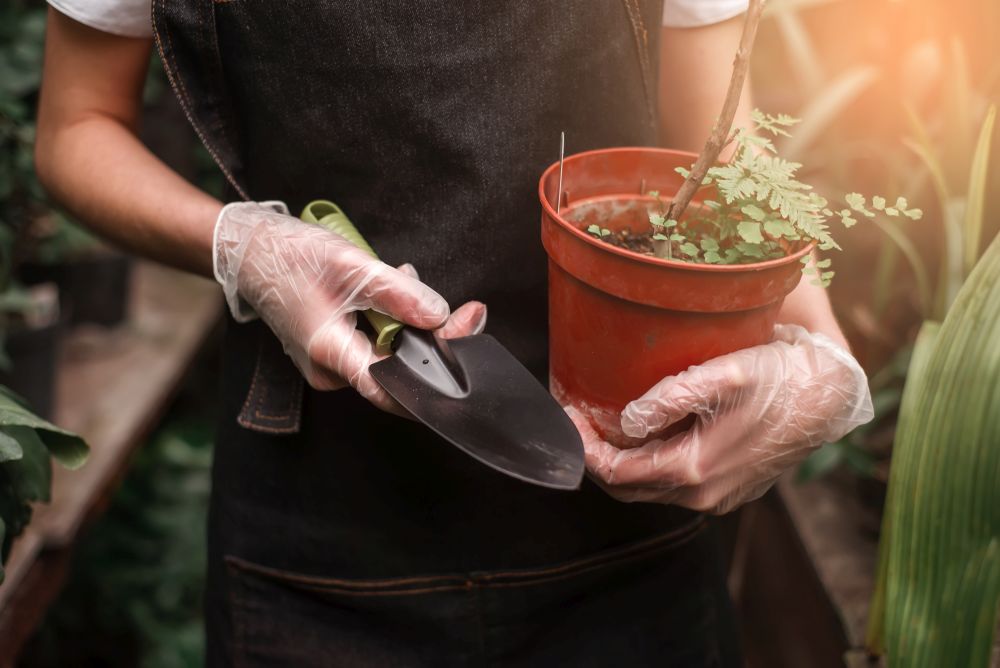 Female gardener&rsquo;s hands in gloves holding pot with plant and shovel.