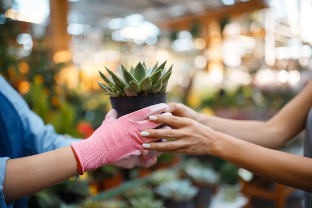 Seller gives plant in a pot to female customer in shop for gardening. Saleswoman in apron sells home flowers in florist store