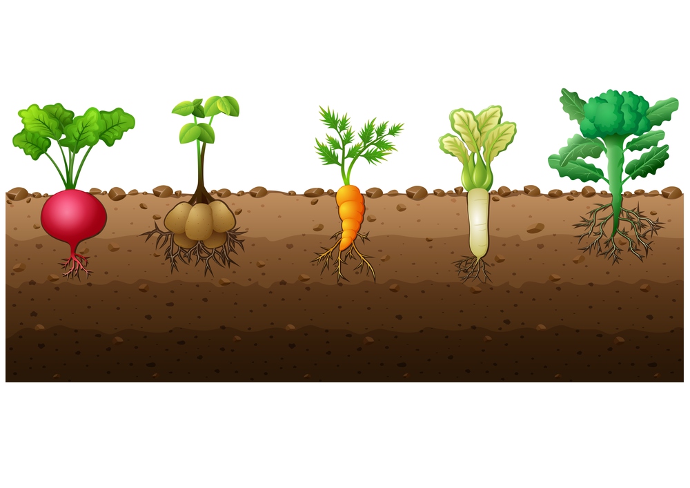 Different kind of vegetables illustration