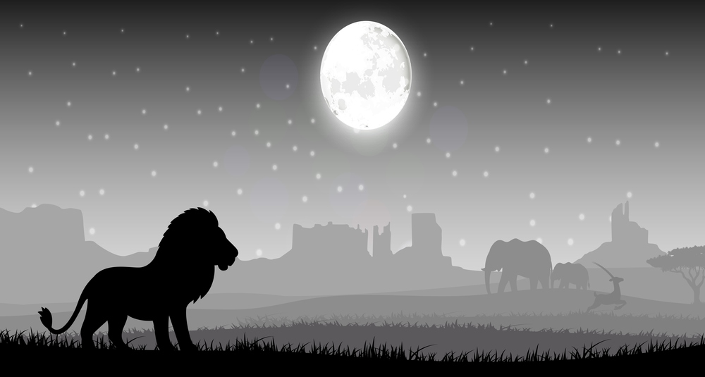 Lion in the night