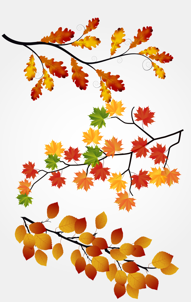 Autumn leaves on white background. Vector