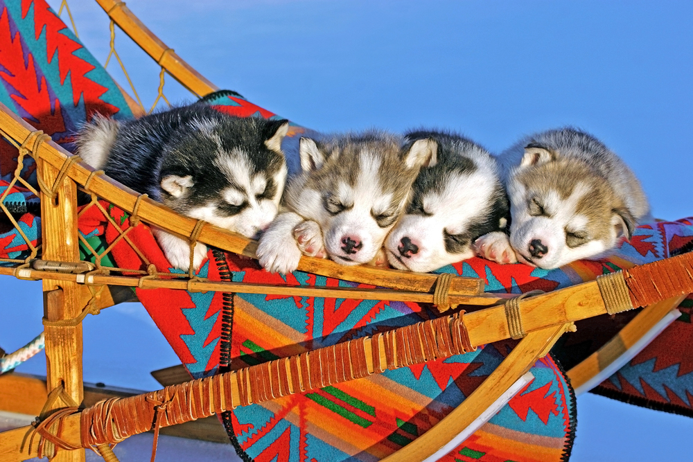 Four adorable Siberian Husky puppies sleeping in sleigh