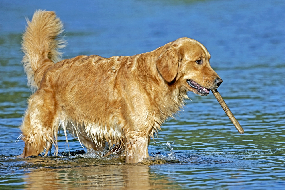 Golden Retriever in water, playing with stick