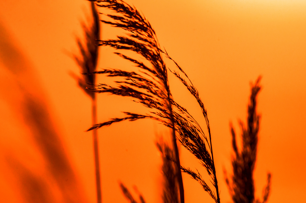 Beautiful view of the wheat plants with the sunset in the background