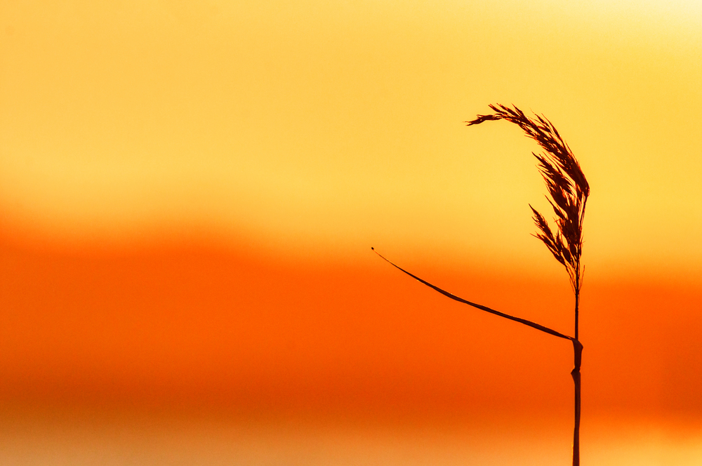 Selective focus shot of a wheat plant with the orange sky in the background