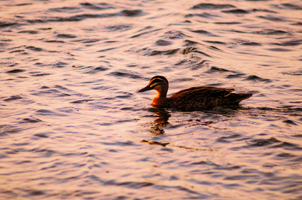 Beautiful duck swimming on the surface of the water