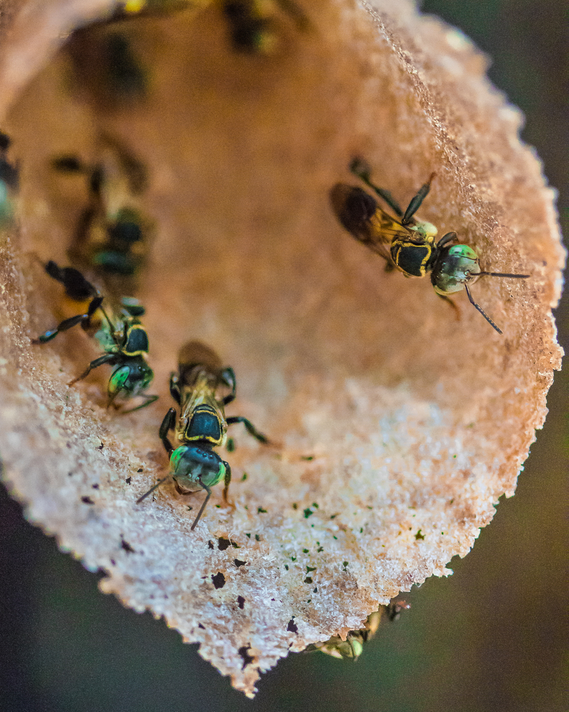 Bees in a bee hive, macro shot.. Wild tree Bees in a bee hive