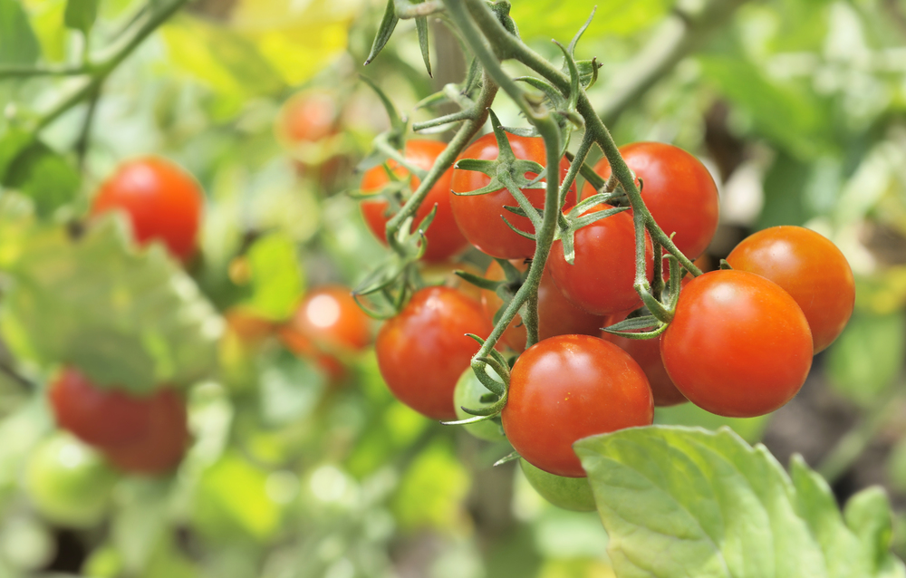close on ripe cherry tomatoes among leaf in vegetable garden