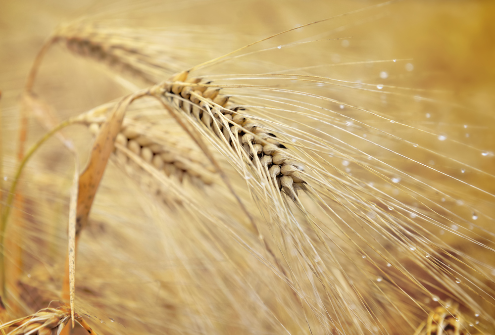 close on a golden ear of grain with water drops in a field