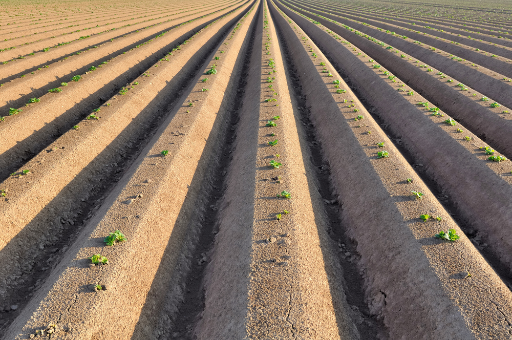 graphic rows of a potato field  with seedlings