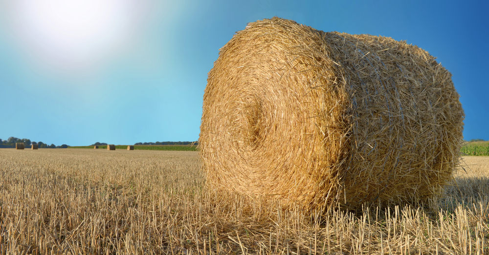 straw bale  in a field under sunny blue sky