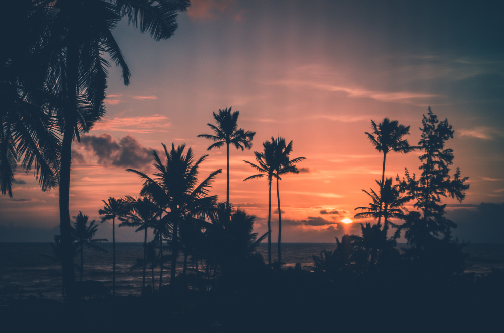 Hawaii, palm trees and sunsets a three commonly related terms. This picture present the trhee of them in a very harmonic way.. Palm trees enjoying the spectacular sunset in Jauai, US