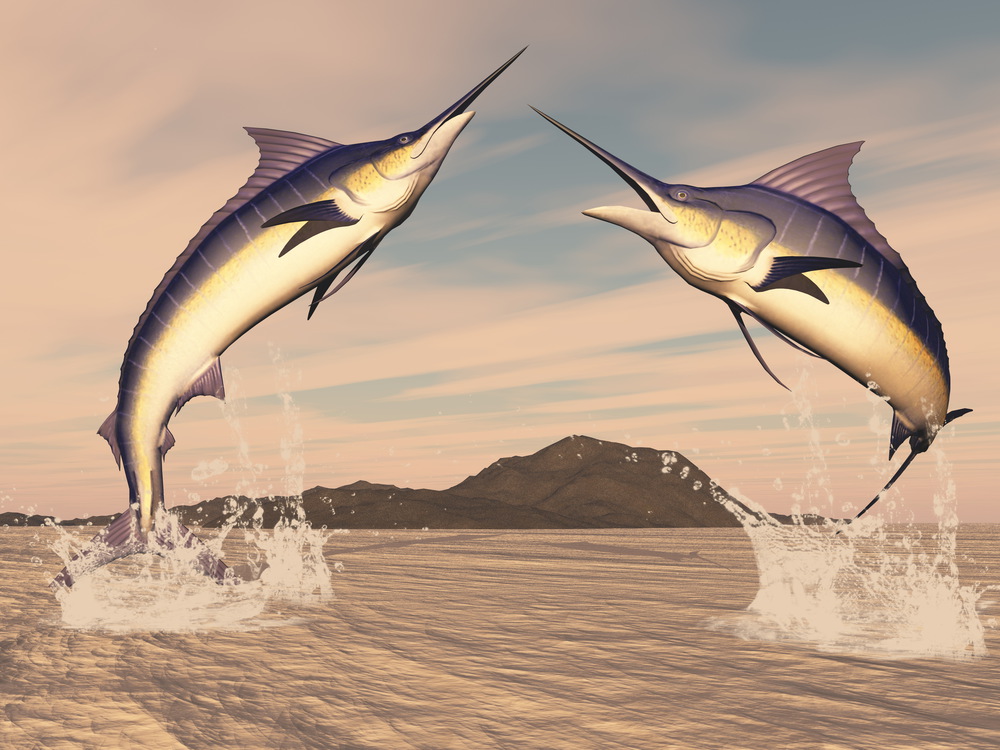 Marlin fishes danse by sunset - 3D render. Marlin fishes danse - 3D render