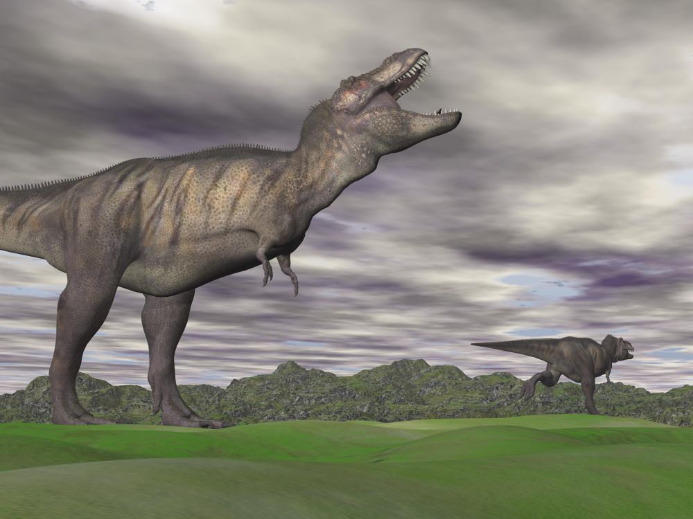 Agressive tyrannosaurus dinosaur shouting at another that is escaping in a green mountain landscape by cloudy day