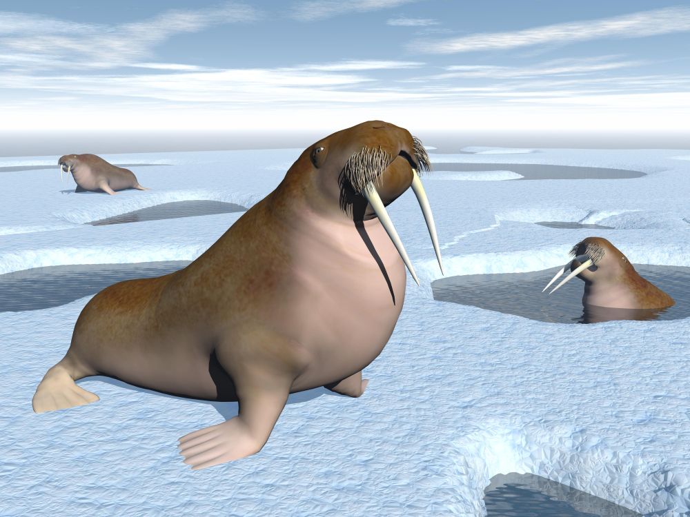 Three walrus standing on iceberg with hole and water by daylight. Walrus on iceberg - 3D render
