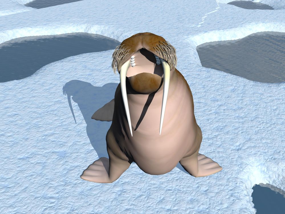 Walrus mouth open standing on iceberg with hole and water. Walrus mouth - 3D render