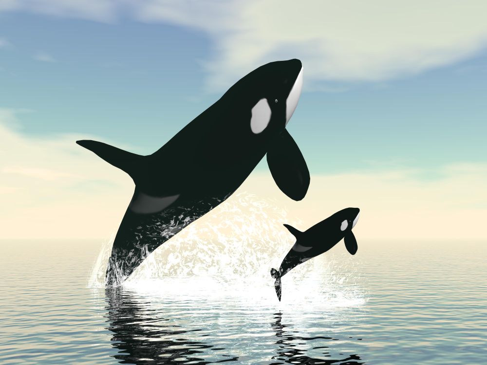 Killer whale mum and baby jumping upon ocean water by day. Killer whale mum and baby - 3D render
