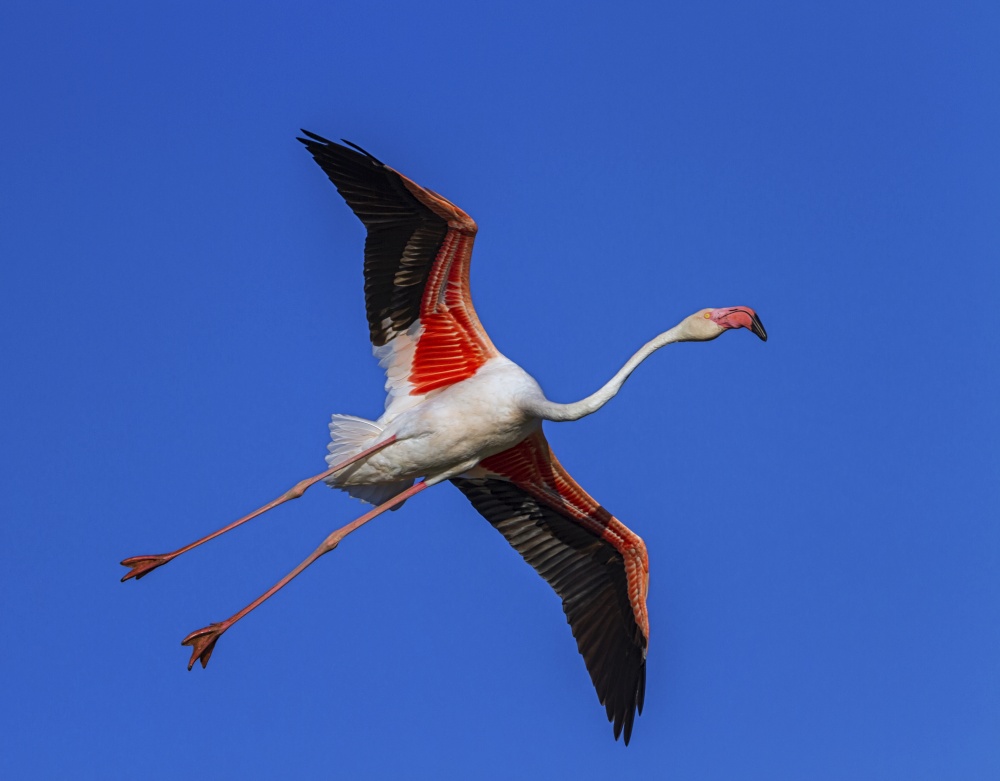 Greater flamingo, phoenicopterus roseus, flying in the sky in Camargue, France