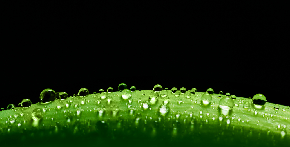 Green fresh leaf with water drops on its surface. Nature, spring, summer concepts. Green fresh leaf with water drops on its surface. Nature