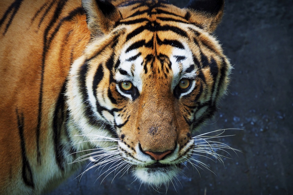 Tiger looking camera or big cat