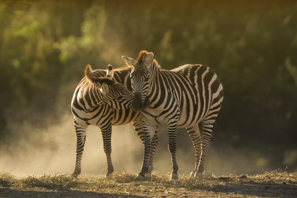A closeup shot of two zebras cuddling with a blurred background. Closeup shot of two zebras cuddling with a blurred background