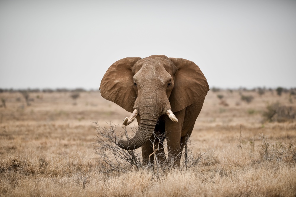 A beautiful shot of an african elephant in the savanna field. Beautiful shot of an african elephant in the savanna field