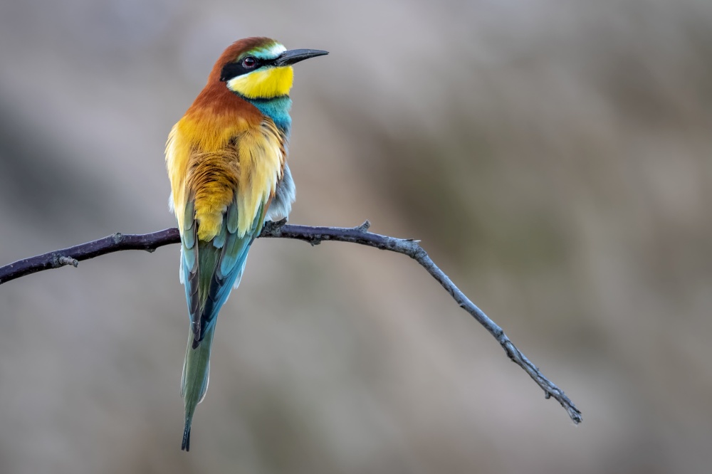 A closeup shot of a beautiful bee-eater bird perched on a tree branch on a blurred background. Closeup shot of a beautiful bee-eater bird perched on a tree branch on a blurred background