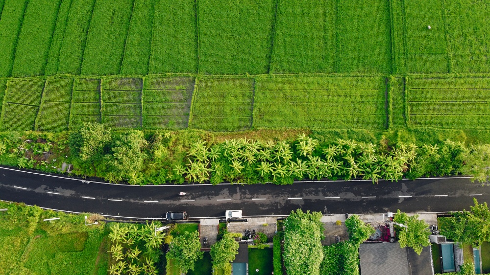 Fields in Bali aerial